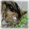 Cat Dictionary: stripey pants